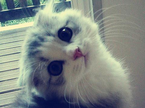 辽宁省开原市发生一起持刀杀人案造成7死7伤